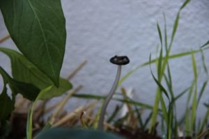 langer Pilz auf Strohballen