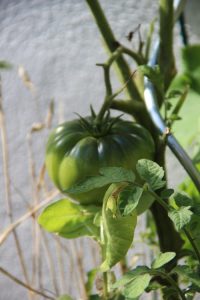 schwarze Tomate auf Strohballen