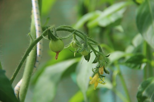 Tomaten im Stroh-Gewächshaus